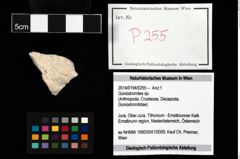 Foto (Objekt + Etikett) von Goniodromites sp.  (NHMW-GEO-2014-0194-0255)